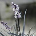 Ophiopogon planiscapus 'Black Smaragd' ('Nigrescens')