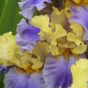 Iris 'Edith Wolford'