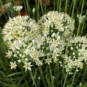 Allium tuberosum