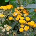 Tanacetum balsamita (Erba di San Pietro)