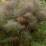 Foeniculum vulgare 'Purpureum'