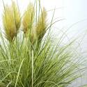 Cortaderia 'Golden Goblin'