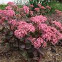 Sedum telephium 'Matrona'