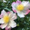 Camellia sasanqua ‘Hino de Gumo’