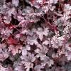 Heucherella ‘Plum Cascade’