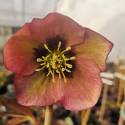 Helleborus orientalis 'Apricot Blush' sin. 'Apricot With Red Center'