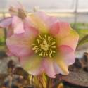 Helleborus 'Pretty Ellen Pink Spotted