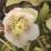 Helleborus 'White Spotted Tutu'