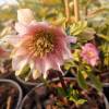 Helleborus 'Double Pink Spotted'
