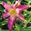 Hemerocallis 'Lake Norman Spider'