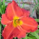 Hemerocallis 'Amadeus'