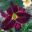 Hemerocallis 'Ed Murray'