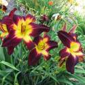 Hemerocallis 'Persian Ruby'