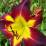 Hemerocallis 'Persian Ruby'