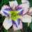 Hemerocallis 'Destined to See'