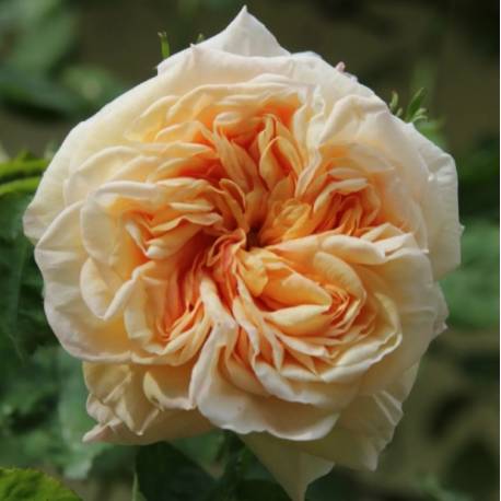 Rosa "Gloire de Dijon"