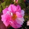 Rosa 'York and Lancaster'
