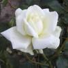 Rosa ‘White New Dawn’