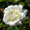 Rosa ‘White New Dawn’