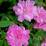 Rosa 'Climbing Pompon de Paris'