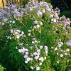 Geranium pratense 'Summer Skies'