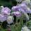 Geranium pratense 'Summer Skies'