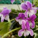 Viola chaerophylloides 'Beni-zuru'