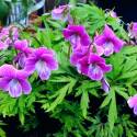 Viola chaerophylloides 'Beni-zuru'