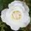 Rosa 'Climbing Iceberg'