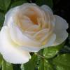 Rosa ‘Uetersener Klosterrose’