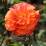 Rosa 'Naranga'