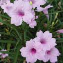 Ruellia brittoniana 'Pink'