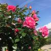 Rosa ‘Climbing Parfum Royal'
