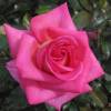 Rosa ‘Climbing Parfum Royal'