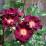 Rosa 'Night Owl'