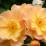 Rosa 'Amber Sun'