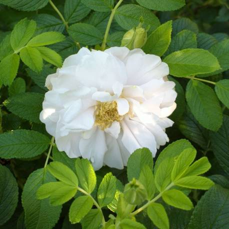 Rosa 'Blanc Double de Coubert'