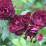 Rosa 'Burgundy Iceberg'