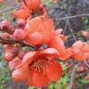 Chaenomeles speciosa "Orange Beauty" (cydonia)