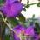 Tibouchina urvilleana