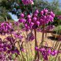 Allium cernuum 'Hidcote'