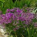 Allium cernuum 'Hidcote'