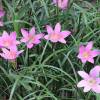 Zephyranthes robusta o carinata