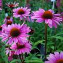 Echinacea purpurea "Magnus"