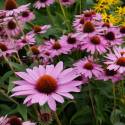 Echinacea purpurea "Magnus"