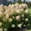 Hydrangea paniculata 'Pinkachu'
