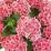 Hydrangea macrophylla 'Candy Heart'