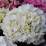 Hydrangea macrophylla 'Schneeball'