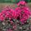 Lagerstroemia indica 'Black Solitaire Mystic Magenta'