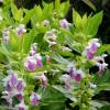 Melittis melissophyllum ‘Royal Velvet Distinction’